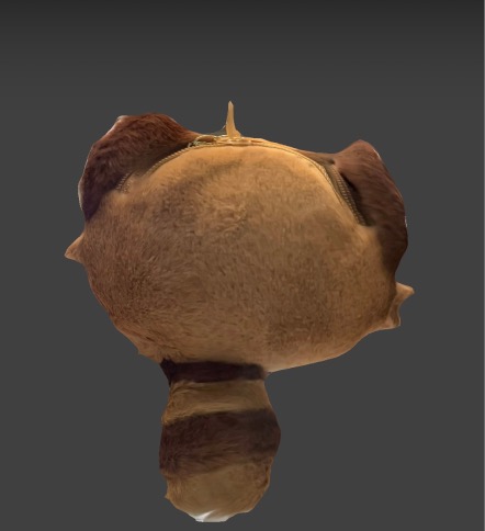 This is a demonstration of the process of scanning a 3d model.